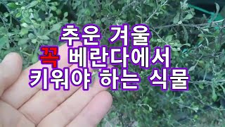 추운겨울 거실에서 키우면 미워지고 죽고마는 식물들