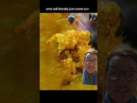 Fig wasps have an... interesting life cycle