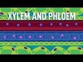 Xylem And Phloem Transport In Plants Biology FreeAnimatedEducation