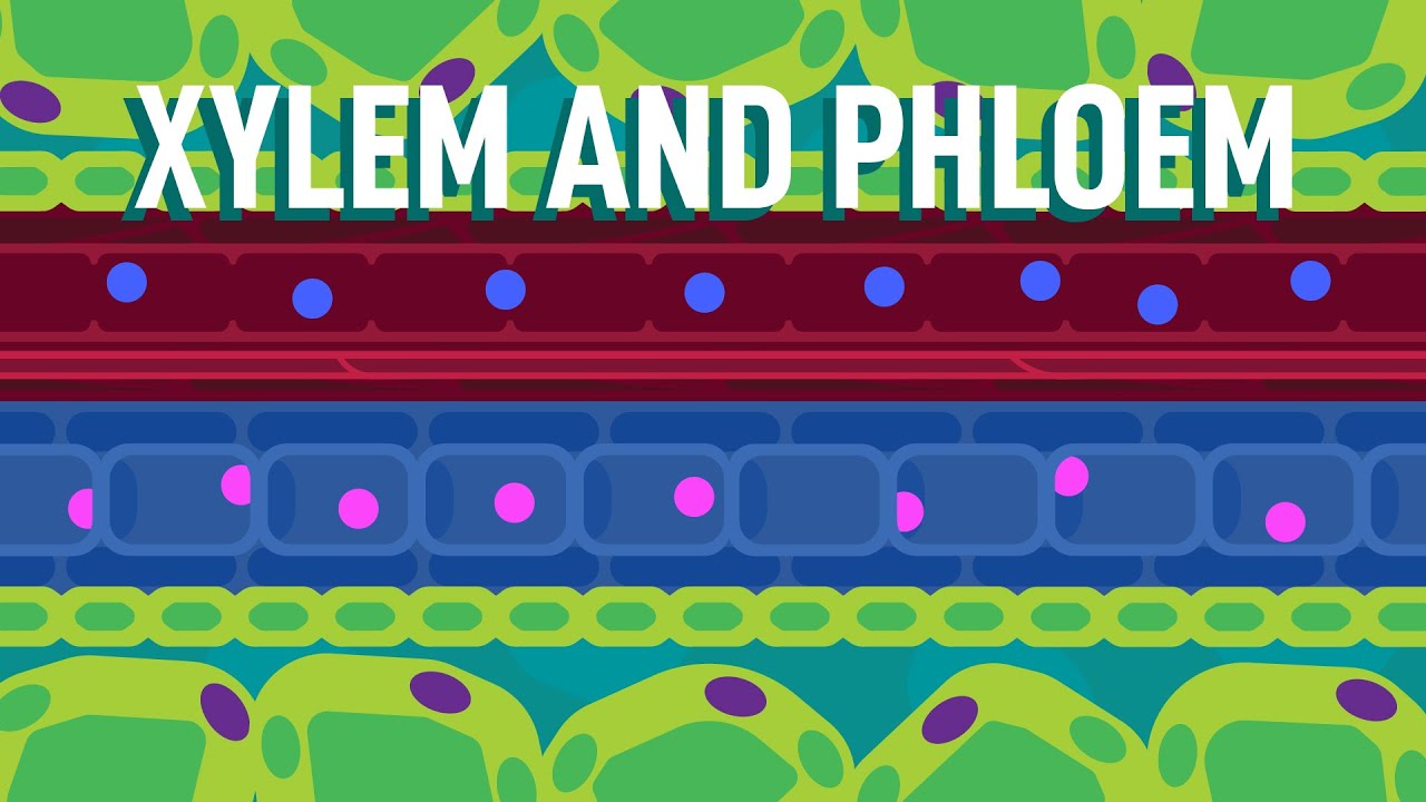 Xylem and Phloem - Transport in Plants | Biology | FreeAnimatedEducation
