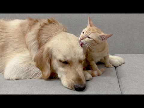 YouTube 썸네일