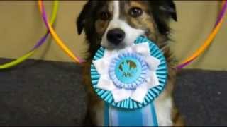 Dogtraining ,teach your dog to act the way you want them to act.