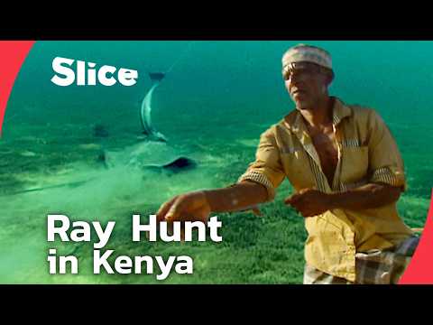 Bajun Fishermen of Kenya Hunt Stingrays with a Strange Vampire Fish | SLICE