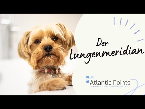 Der Lungenmeridian des Hundes