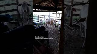 Ferreirinha, Tião Carreiro. Fazenda dos Alpes