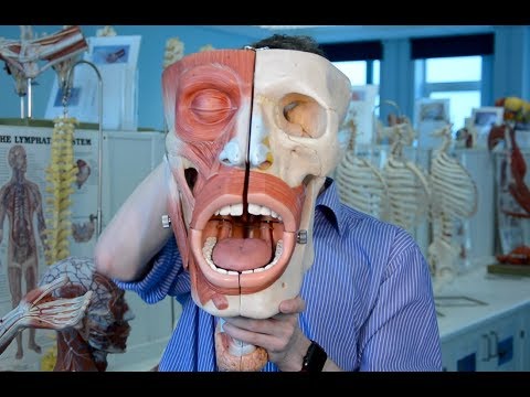 Sensory nerves of the face (trigeminal nerve, CN V anatomy)