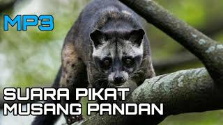 Download lagu Suara pikat musang pandan,, 100% ampuh mp3 Download lagu Suara pikat musang pandan,, 100% ampuh mp3