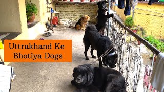 Uttrakhand Ke Pure Bhotiya Dogs || BROphy (The Dog) || Vlog - 149 ||