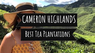 Cameron Valley Tea House 1 or 2 or Boh Tea Plantation? | Cameron Highlands Malaysia Travel Guide
