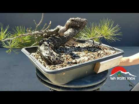 2019 Ponderosa collected Fall Yamadori