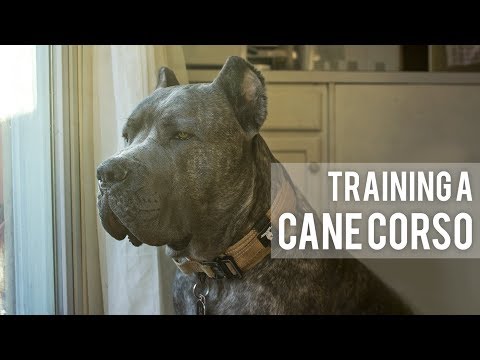 Cane corso ízületi problémák, Ízületi dysplasia