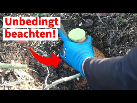 Olla über den Winter im Boden lassen?! Gründe dafür und dagegen! Unsere Empfehlung!