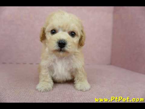 11/08泰迪比熊母幼犬3號(桃園蘆竹)