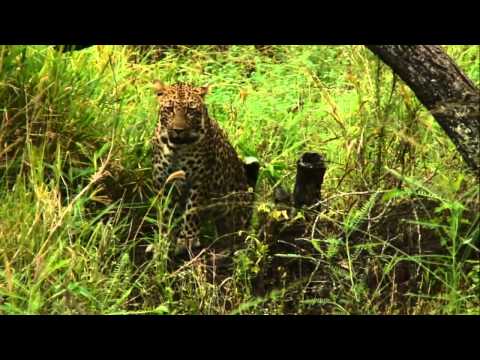 once more, leopard plays with food