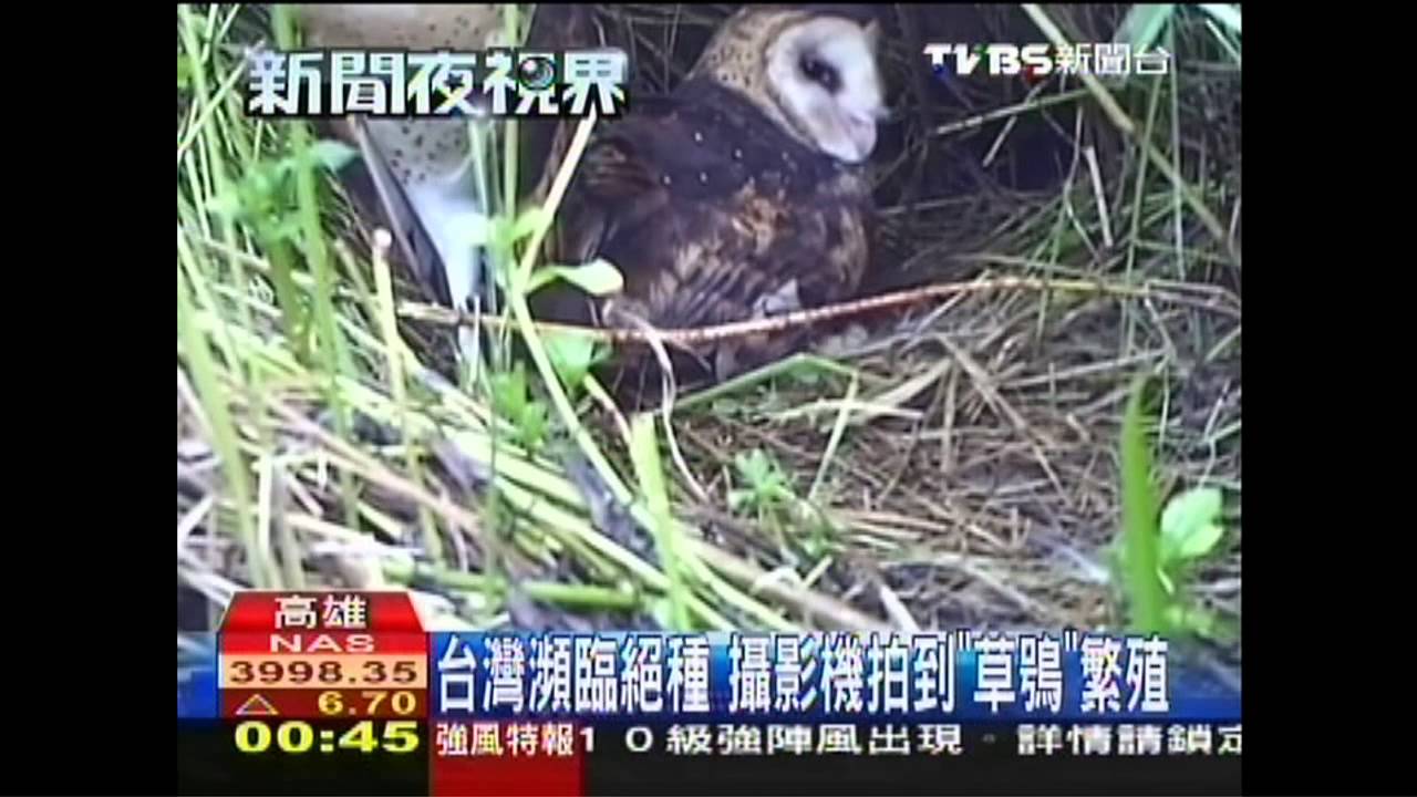 台灣瀕臨絕種　攝影機拍到「草鴞」繁殖