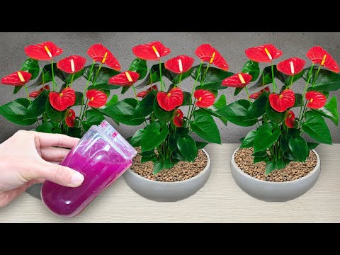 Just one cup, immediately Anthurium blooms all year round without fading|Wonder Garden