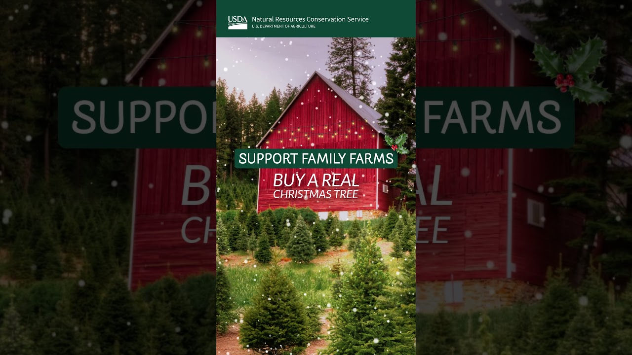 Support family farms, but a real Christmas tree
