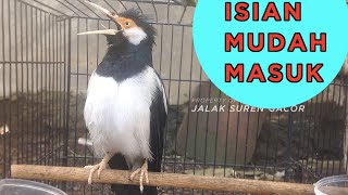 Download lagu Pancingan dan Masteran Jalak Suren Jantan Jawa Gacor Full Isian Komplit mp3