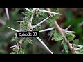 AMAGGWA N EMITEGO MUBUVUBUKA EPISODE 8