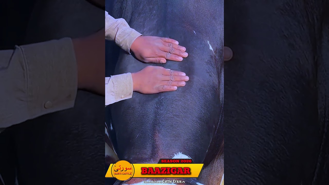 Baazigar Surti Cattle Farm