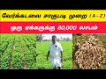 நிலக்கடலை சாகுபடியில் அதிக மகசூல் பெ
