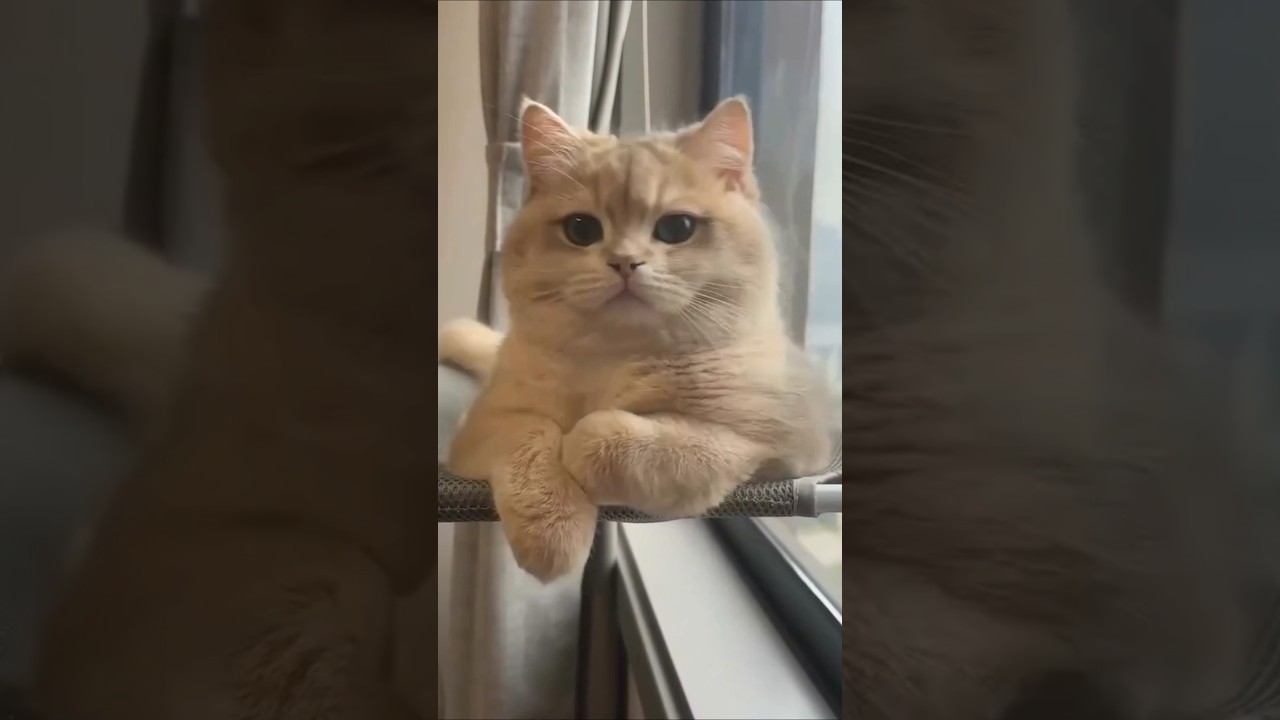 he look so confuse 😂😻