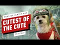 Monster Hunter Rise: The Cutest Pet Pals Announced
