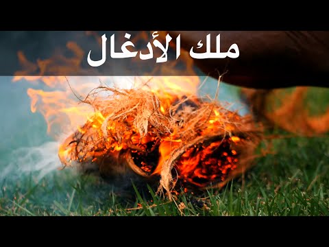 🌴🌿  ملك الأدغال