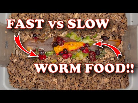 Fast vs Slow Worm Food + How to Fix Moisture & Harvest Castings in 2 Months!