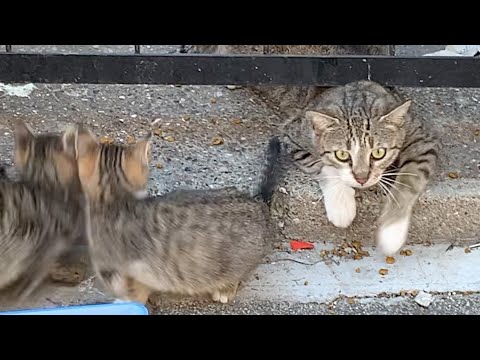 Mother cat hissing to protect 4 kittens