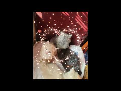 my funny cats 😄😄😼😹#catvideos #catshorts #cat #animals