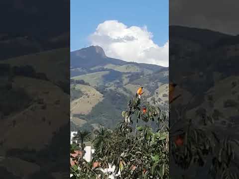 Tucano Saboreando o Caqui