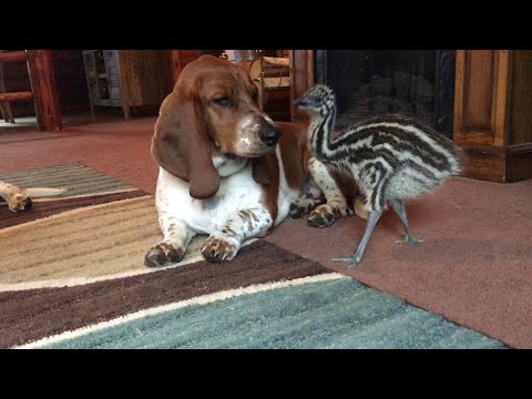Hey, You Deserve To Watch This Video Of A Baby Emu Playing With Some Basset Hounds