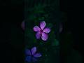 Creative Flower Photography With Phone Photography Idea Photofreak Guy Youtubeshorts