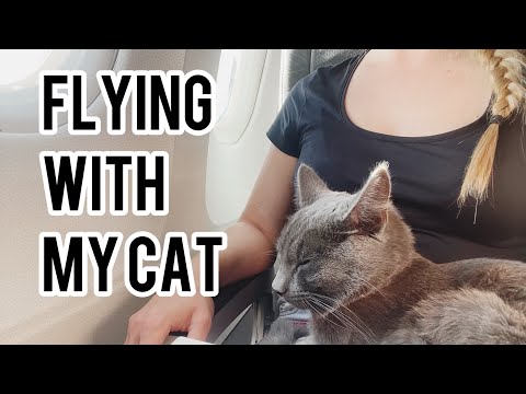 How to travel with your cat on plane | Step-by-step video |  Austrian Airlines