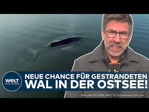Video Thumbnail: OSTSEE: Dramatische Wendung! Letzte Rettungschance für Buckelwal gestartet!