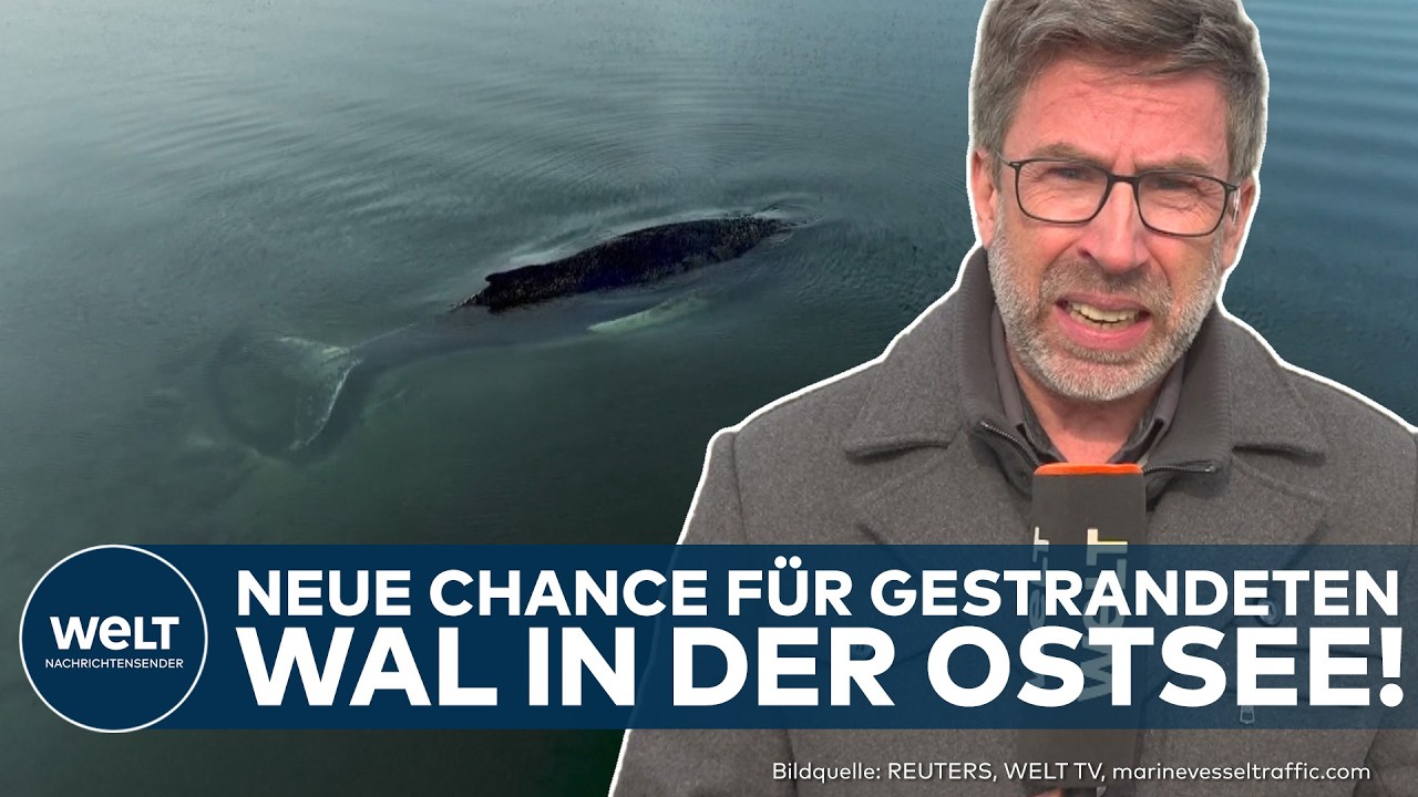 OSTSEE: Dramatische Wendung! Letzte Rettungschance für Buckelwal gestartet!