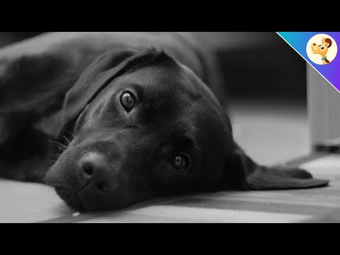 5 warning signs that your dog is about to die (NEVER ignore them)