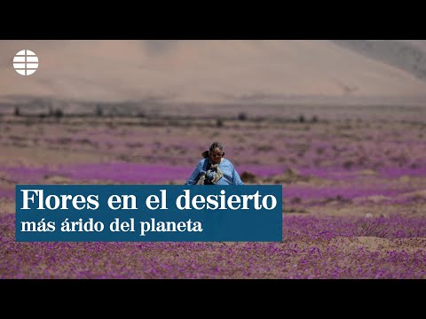 Millones de flores recubren el desierto más árido del planeta