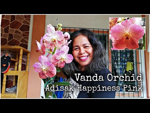 How to water Vanda Orchid - Adisak Happiness Pink blooming size || vlog 32