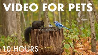 Black Squirrels, Blue Jays and Forest Animals in Fall - 10 Hour Cat TV for Pets 🐱 - Oct 24, 2025