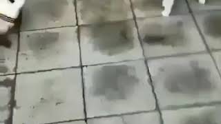 Download lagu Video lucu,🤣🤣: kucing ini punya jurus broo mp3