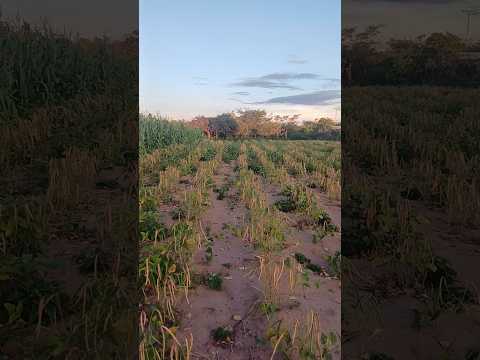 vendo essa maravilha 6,94 hectares serra do brejo bodoco pe 8799102 3154