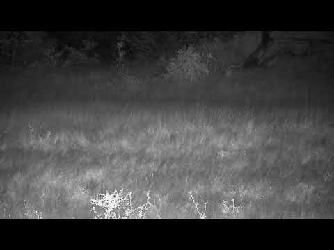 Djuma: Mystery creature-what could that have been? - 17:55 - 05/08/2022