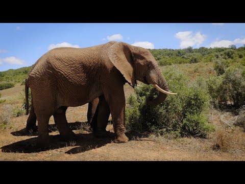 Visit Addo Elephant National Park in South Africa