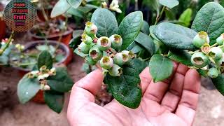 blueberry plant delivery, Kerala, pune, Maharashtra, Ahmadabad, arunachal