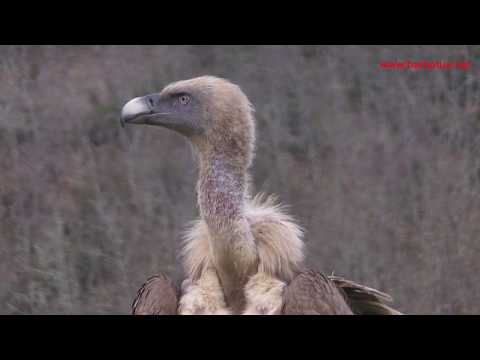 Buitre común ( Gyps fulvus ) griffon vulture
