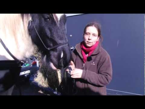 comment prendre la température d'un cheval