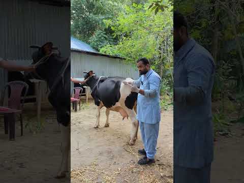 যে কারনে ২ লাখ টাকার গাভীটি ক'সাইয়ের কাছে দিতে হলো#livestock #farming #dairyfarming