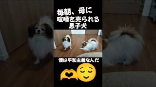 ＃可愛い＃犬 #いぬ #面白集 #イヌ #パピヨン＃犬のいる暮らし＃犬のいる生活＃かわいい＃多頭飼い＃癒し＃いやし＃面白い犬